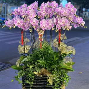 LAN HỒ ĐIỆP